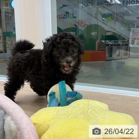 大阪府のトイプードル(トイ) (ペットプラス ららぽーと和泉店/2026年2月13日生まれ/女の子/グレー)の子犬の4枚目の画像