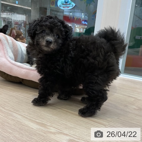 大阪府のトイプードル(トイ) (ペットプラス ららぽーと和泉店/2026年2月13日生まれ/女の子/グレー)の子犬の3枚目の画像