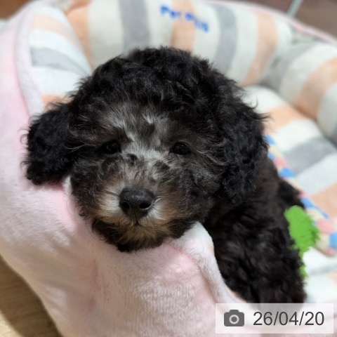 大阪府のトイプードル(トイ) (ペットプラス 四條畷店/2026年2月13日生まれ/女の子/グレー)の子犬の4枚目の画像