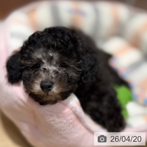 大阪府のトイプードル(トイ) (ペットプラス 四條畷店/2026年2月13日生まれ/女の子/グレー)の子犬の3枚目の画像
