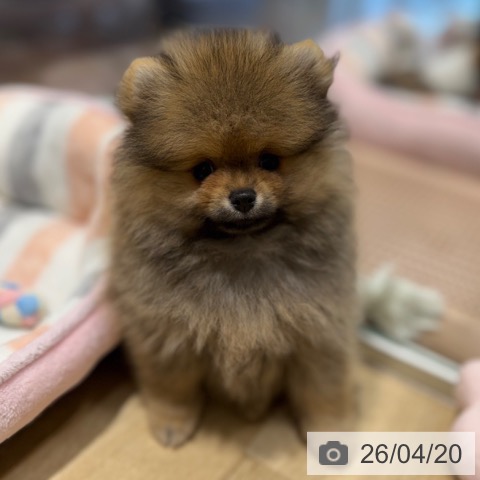 大阪府のポメラニアン (ペットプラス 四條畷店/2026年2月15日生まれ/男の子/オレンジセーブル)の子犬の4枚目の画像