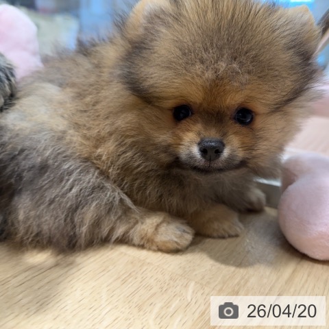 大阪府のポメラニアン (ペットプラス 四條畷店/2026年2月15日生まれ/男の子/オレンジセーブル)の子犬の3枚目の画像