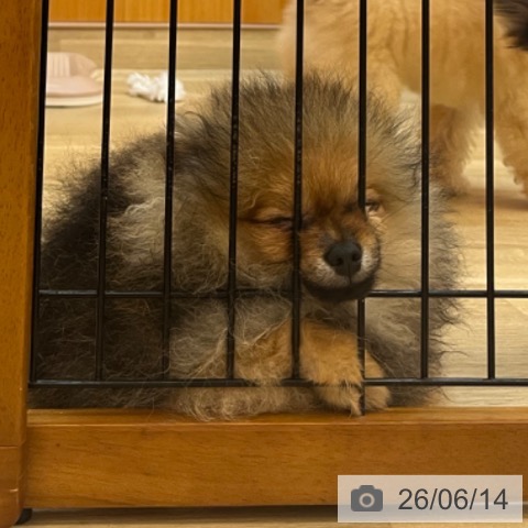 ポメラニアンの写真