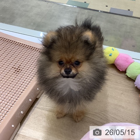 兵庫県のポメラニアン (ペットプラス 明石店/2026年2月15日生まれ/男の子/オレンジセーブル)の子犬の3枚目の画像