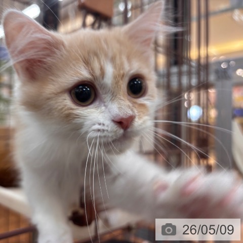 ラガマフィンの写真