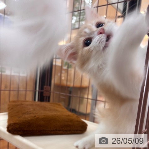 ラガマフィンの写真