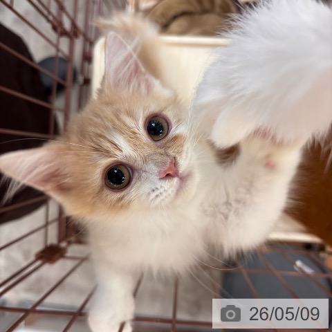 ラガマフィンの写真