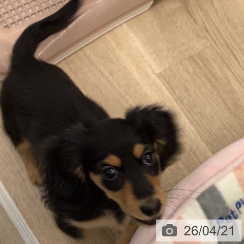 大阪府のミニチュアダックスフンド(ロング) (ペットプラス りんくう泉南店/2026年2月15日生まれ/女の子/ブラックタン)の子犬の3枚目の画像