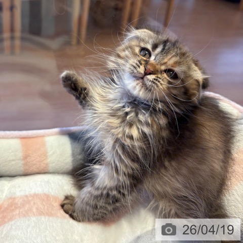 スコティッシュフォールドの写真