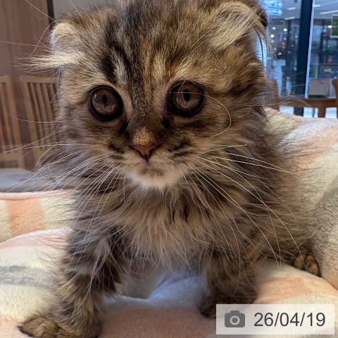 スコティッシュフォールドの写真