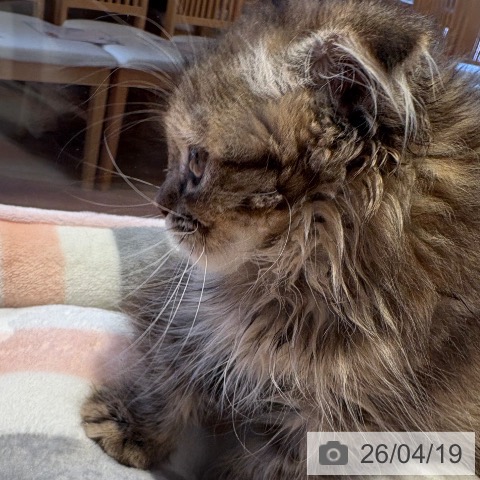 スコティッシュフォールドの写真