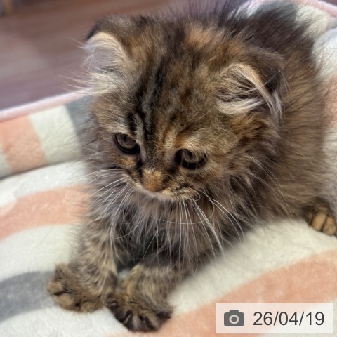 スコティッシュフォールドの写真