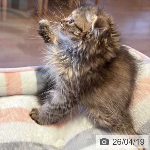 スコティッシュフォールドの写真