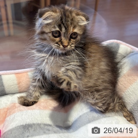 スコティッシュフォールドの写真