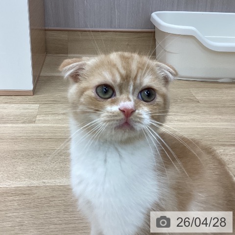 新潟県のスコティッシュフォールド (ペットプラス 新潟南店/2026年2月13日生まれ/男の子/クリームタビーホワイト)の子猫の4枚目の画像