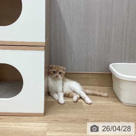 新潟県のスコティッシュフォールド (ペットプラス 新潟南店/2026年2月13日生まれ/男の子/クリームタビーホワイト)の子猫の3枚目の画像