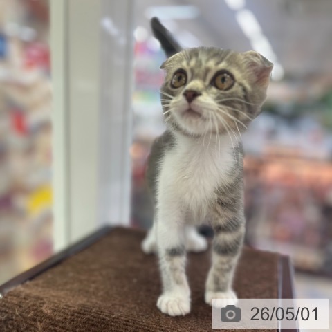 スコティッシュフォールドの写真