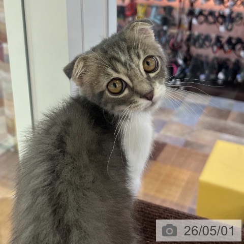スコティッシュフォールドの写真