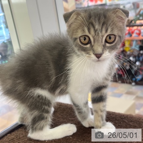 スコティッシュフォールドの写真