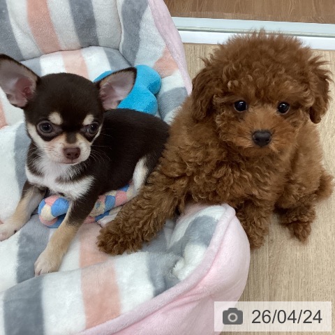 新潟県のトイプードル(トイ) (ペットプラス 新潟南店/2026年2月17日生まれ/女の子/レッドフォーン)の子犬の4枚目の画像