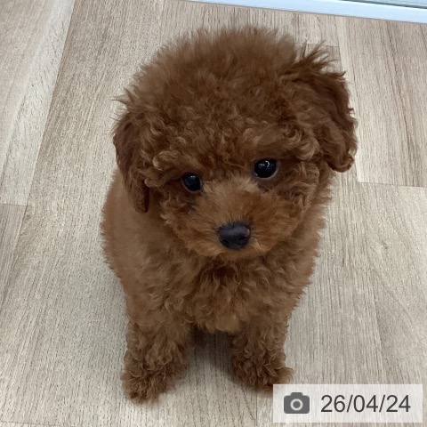 新潟県のトイプードル(トイ) (ペットプラス 新潟南店/2026年2月17日生まれ/女の子/レッドフォーン)の子犬の3枚目の画像