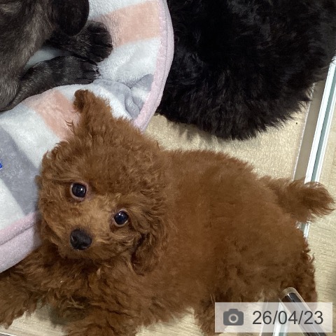 トイ・プードルの写真