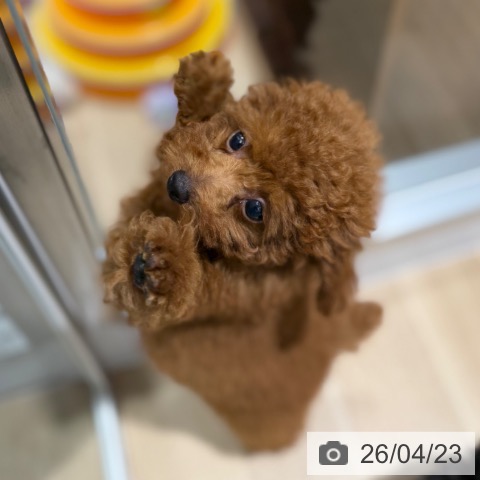 トイ・プードルの写真