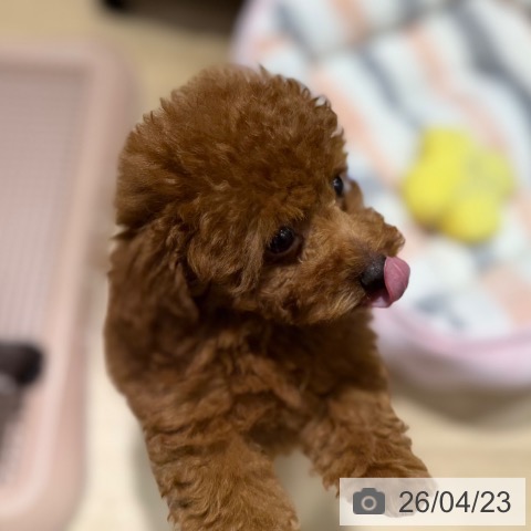 トイ・プードルの写真