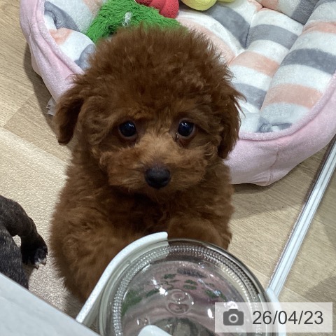 トイ・プードルの写真