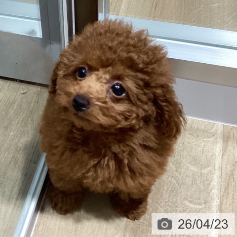 トイ・プードルの写真