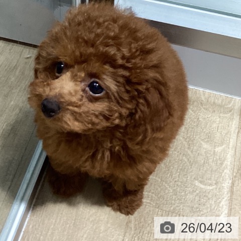 トイ・プードルの写真