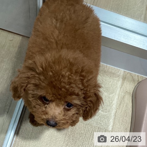 トイ・プードルの写真