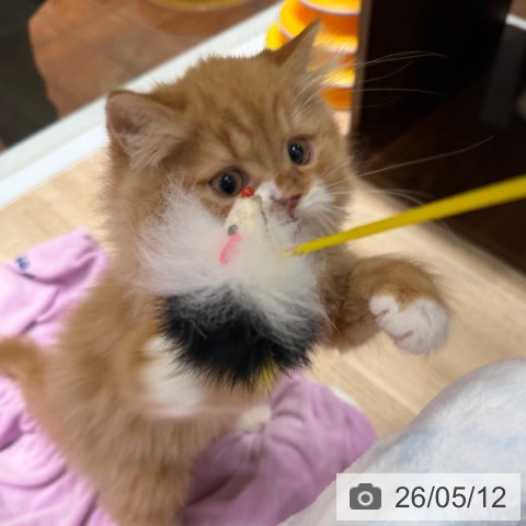 大阪府のラガマフィン (ペットプラス 四條畷店/2026年2月10日生まれ/男の子/レッドタビーホワイト)の子猫の4枚目の画像