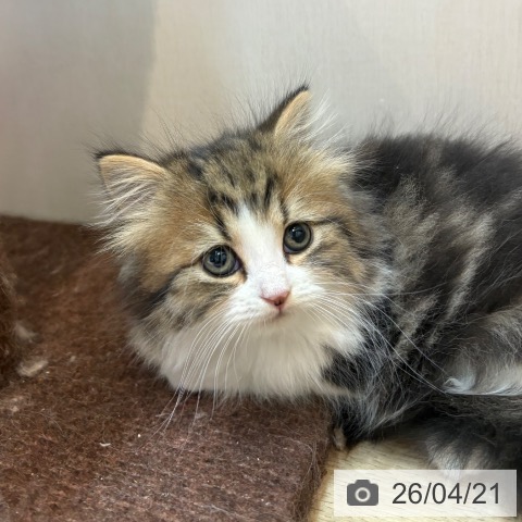 スコティッシュフォールドの写真