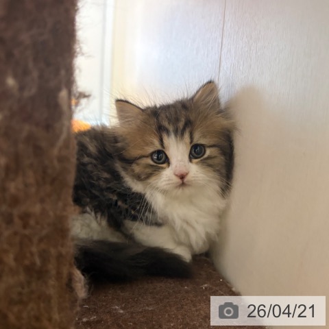 スコティッシュフォールドの写真