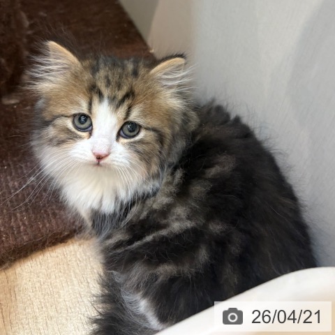 スコティッシュフォールドの写真