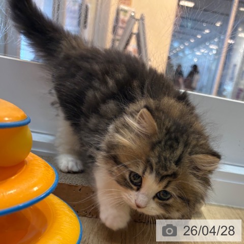 京都府のスコティッシュフォールド (ペットプラス イオンモールKYOTO店/2026年2月18日生まれ/男の子/ブラウンタビーホワイト)の子猫の3枚目の画像