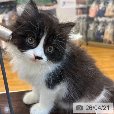 スコティッシュフォールドの写真