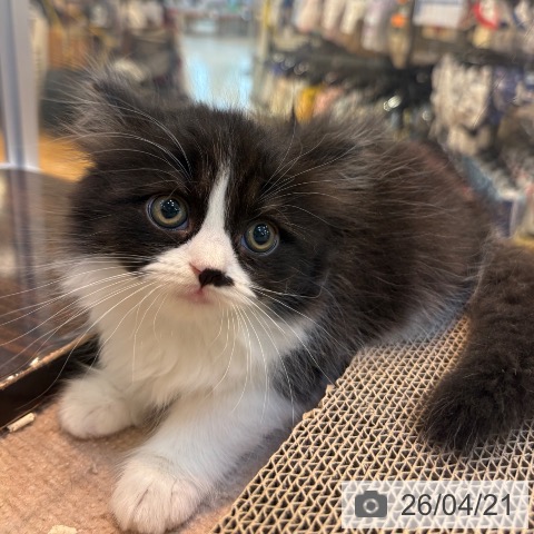 スコティッシュフォールドの写真