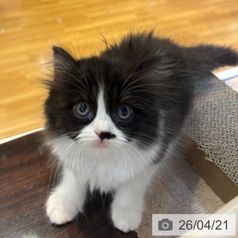 スコティッシュフォールドの写真