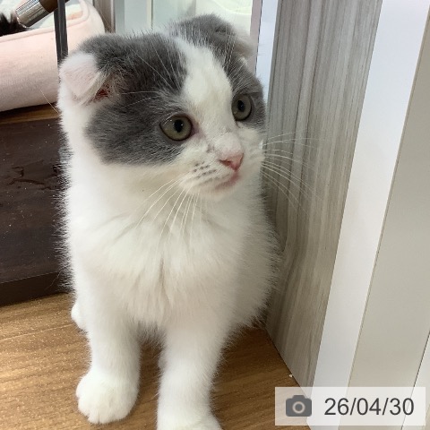 スコティッシュフォールドの写真