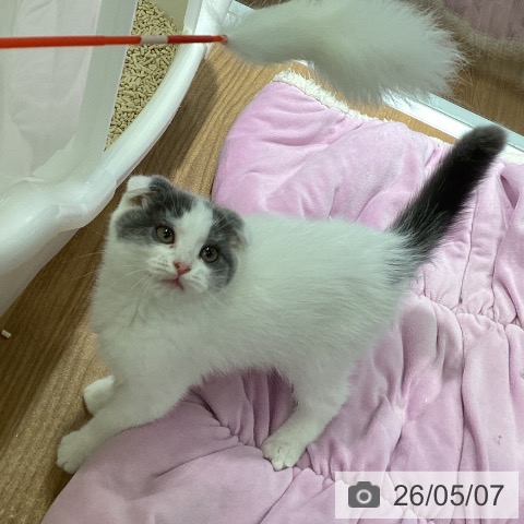 スコティッシュフォールドの写真