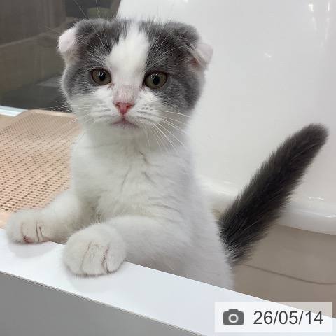 スコティッシュフォールドの写真