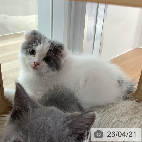 スコティッシュフォールドの写真