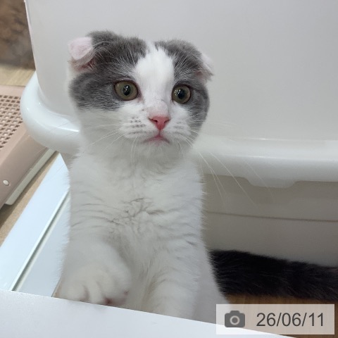 大阪府のスコティッシュフォールド (ペットプラス りんくう泉南店/2026年1月22日生まれ/男の子/ブルータビーホワイト)の子猫の4枚目の画像