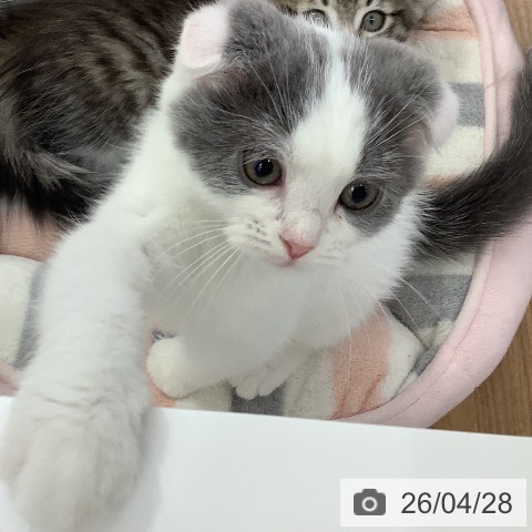 大阪府のスコティッシュフォールド (ペットプラス りんくう泉南店/2026年1月22日生まれ/男の子/ブルータビーホワイト)の子猫の3枚目の画像