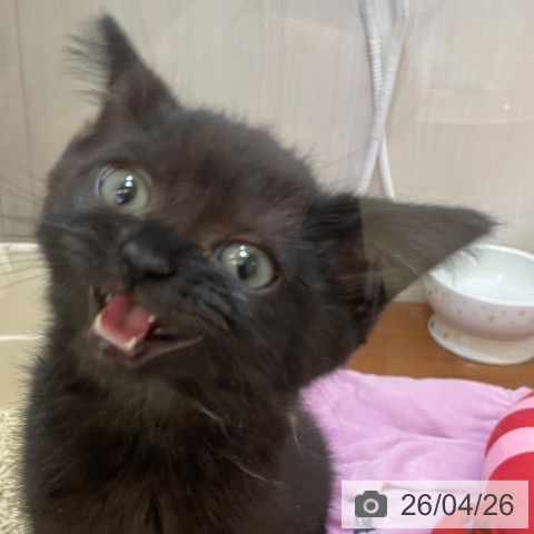 新潟県のスコティッシュフォールド (ペットプラス 新潟青山店/2026年1月22日生まれ/男の子/ブラック)の子猫の4枚目の画像