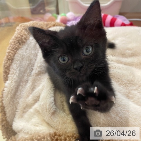 新潟県のスコティッシュフォールド (ペットプラス 新潟青山店/2026年1月22日生まれ/男の子/ブラック)の子猫の3枚目の画像