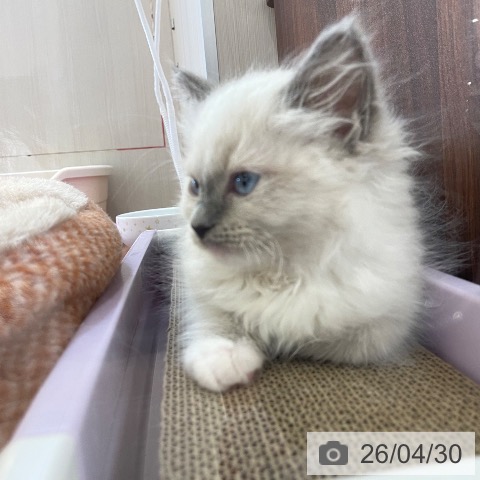 新潟県のラグドール (ペットプラス 新潟青山店/2026年2月18日生まれ/男の子/ブルーポイントミテッド)の子猫の4枚目の画像
