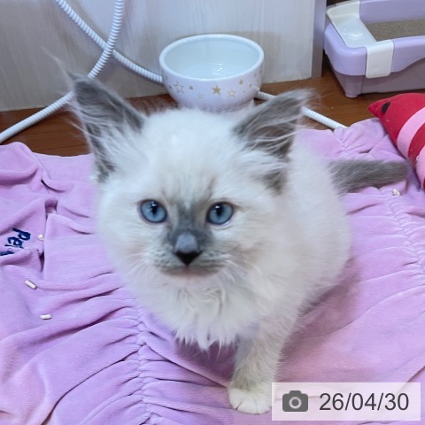 新潟県のラグドール (ペットプラス 新潟青山店/2026年2月18日生まれ/男の子/ブルーポイントミテッド)の子猫の3枚目の画像